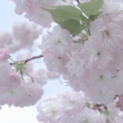 Furry角色比例设计兽圈群